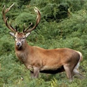 Red Stag