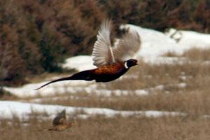 K Pheasant Hunting