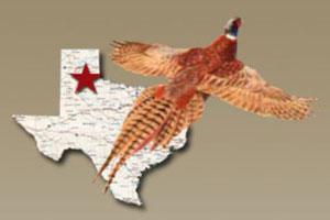 Texas Panhandle Pheasant Hunts