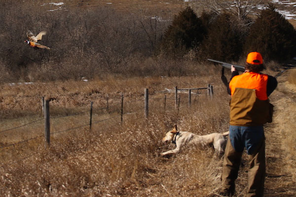 Northern Plains Outfitters Aberdeen, South Dakota | Ultimate Pheasant ...